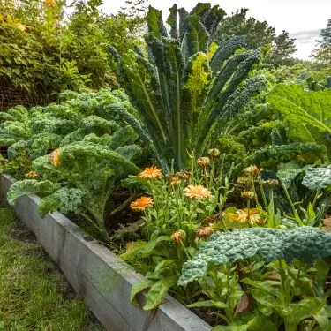 Kål er ikke bare kål